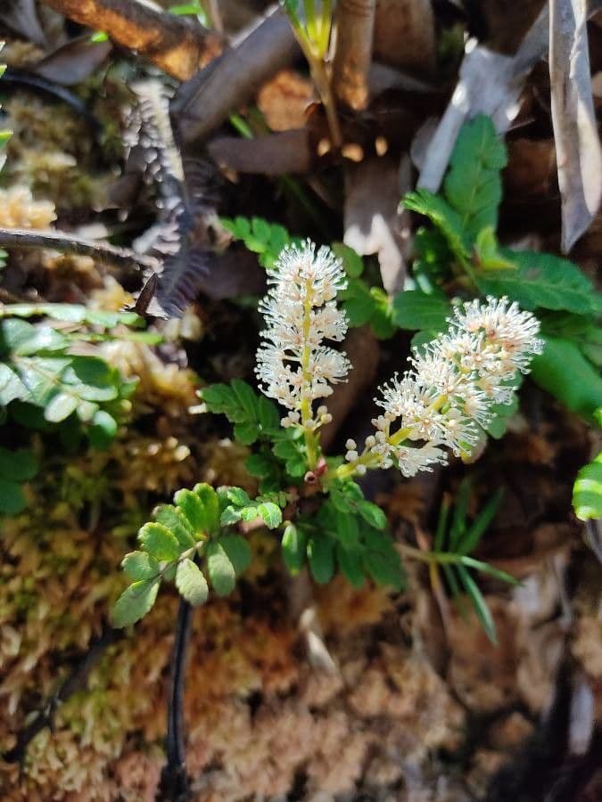 Weinmannia pennata