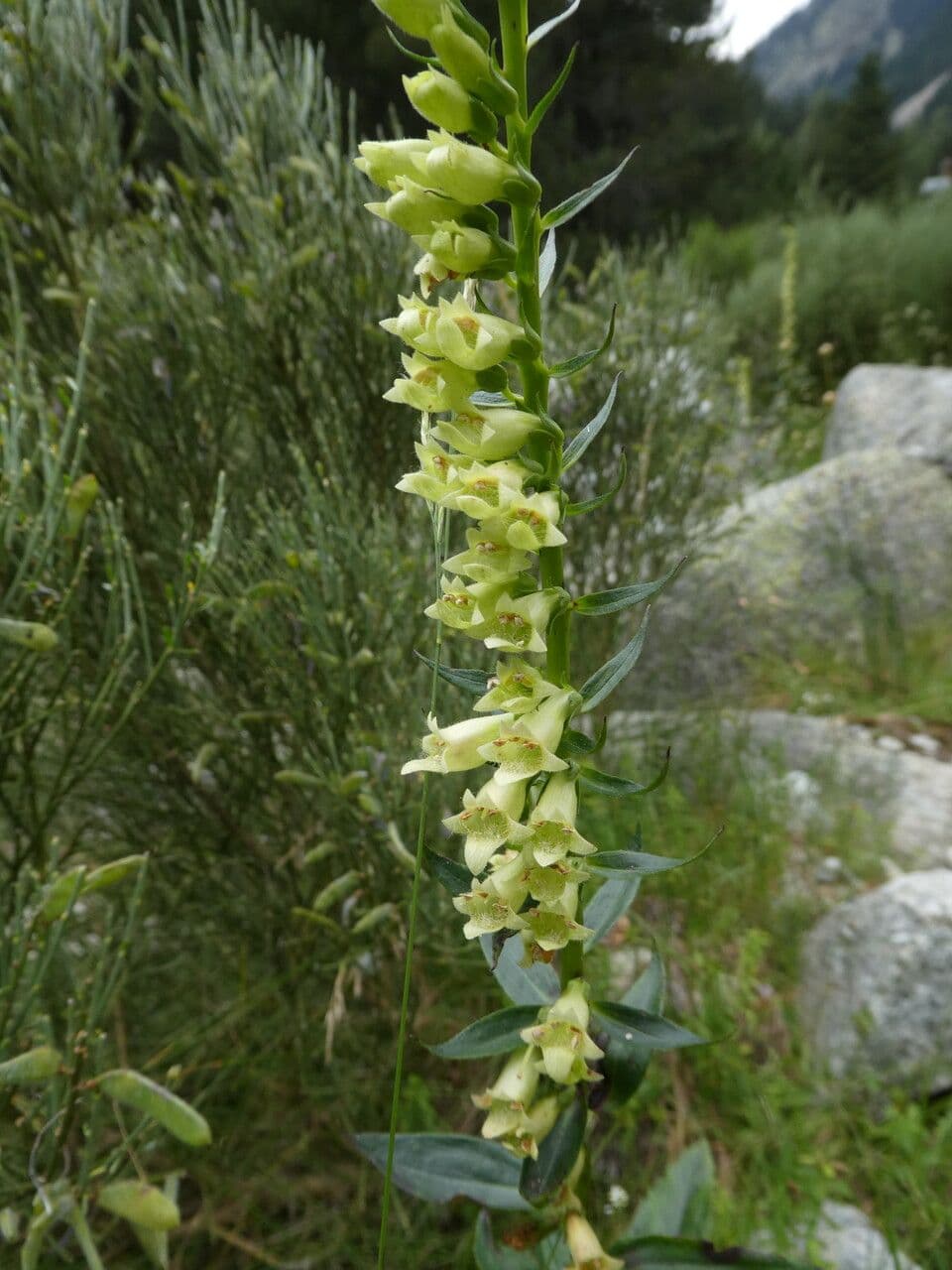 Digitale gialla 22