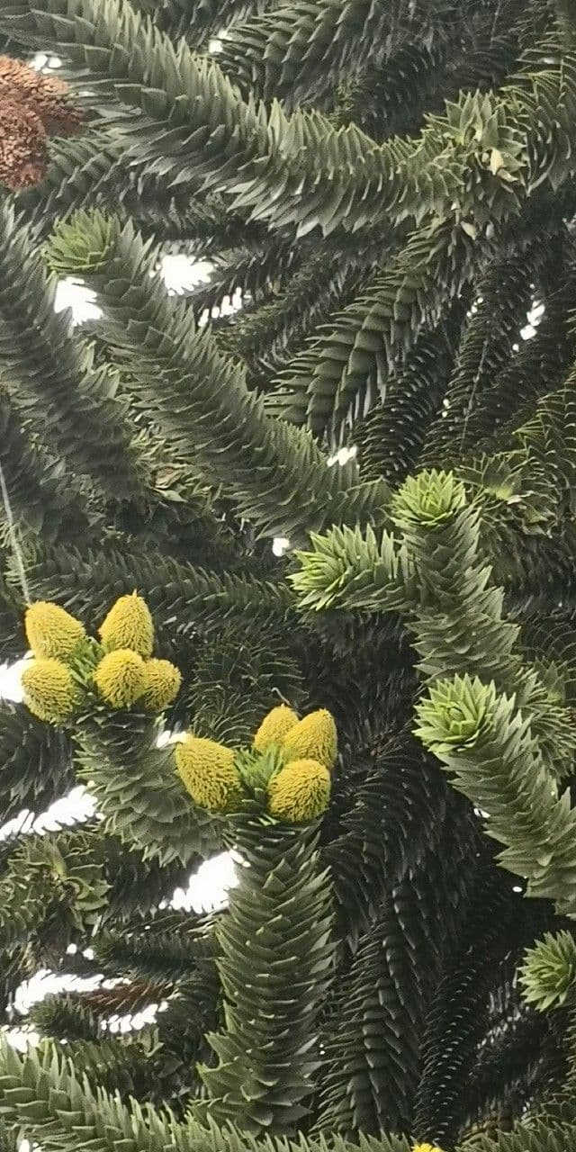 Aracauaria 7