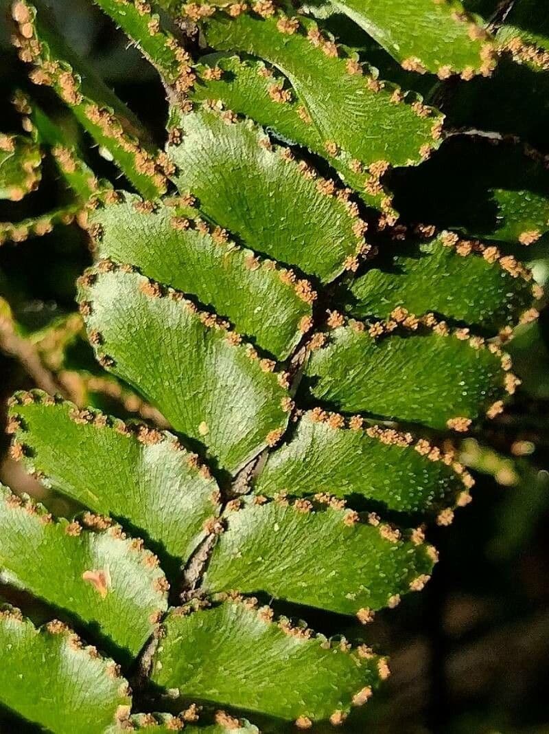 Capelvenere ispido 2