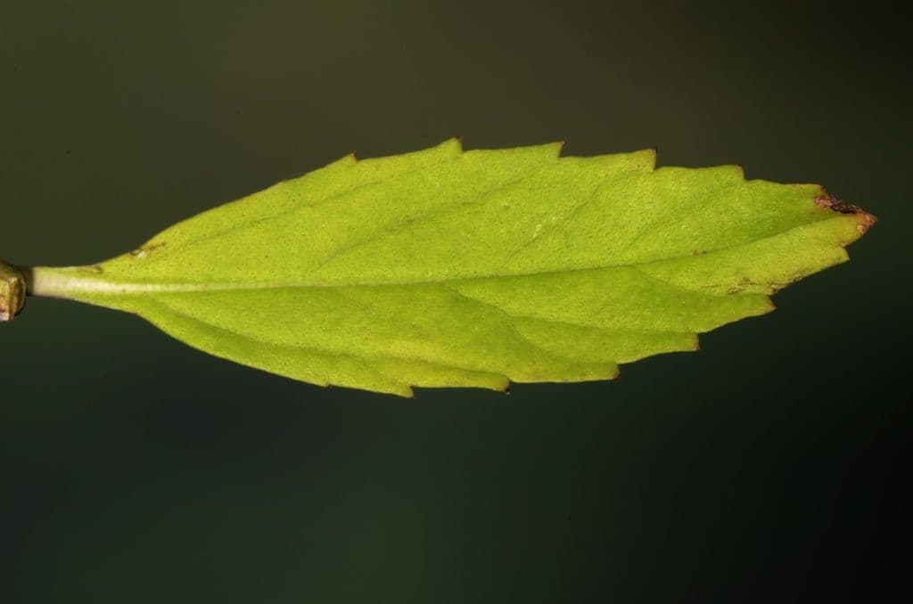 Lippia lanceolata 22