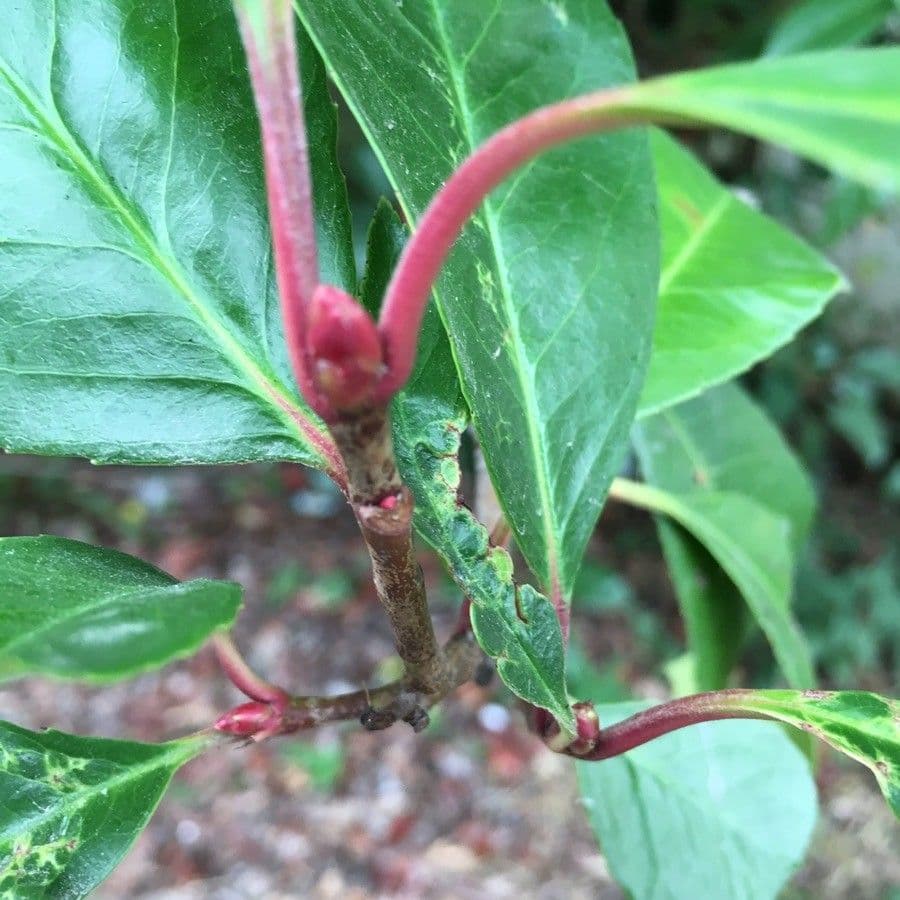 Photinia serrata 27