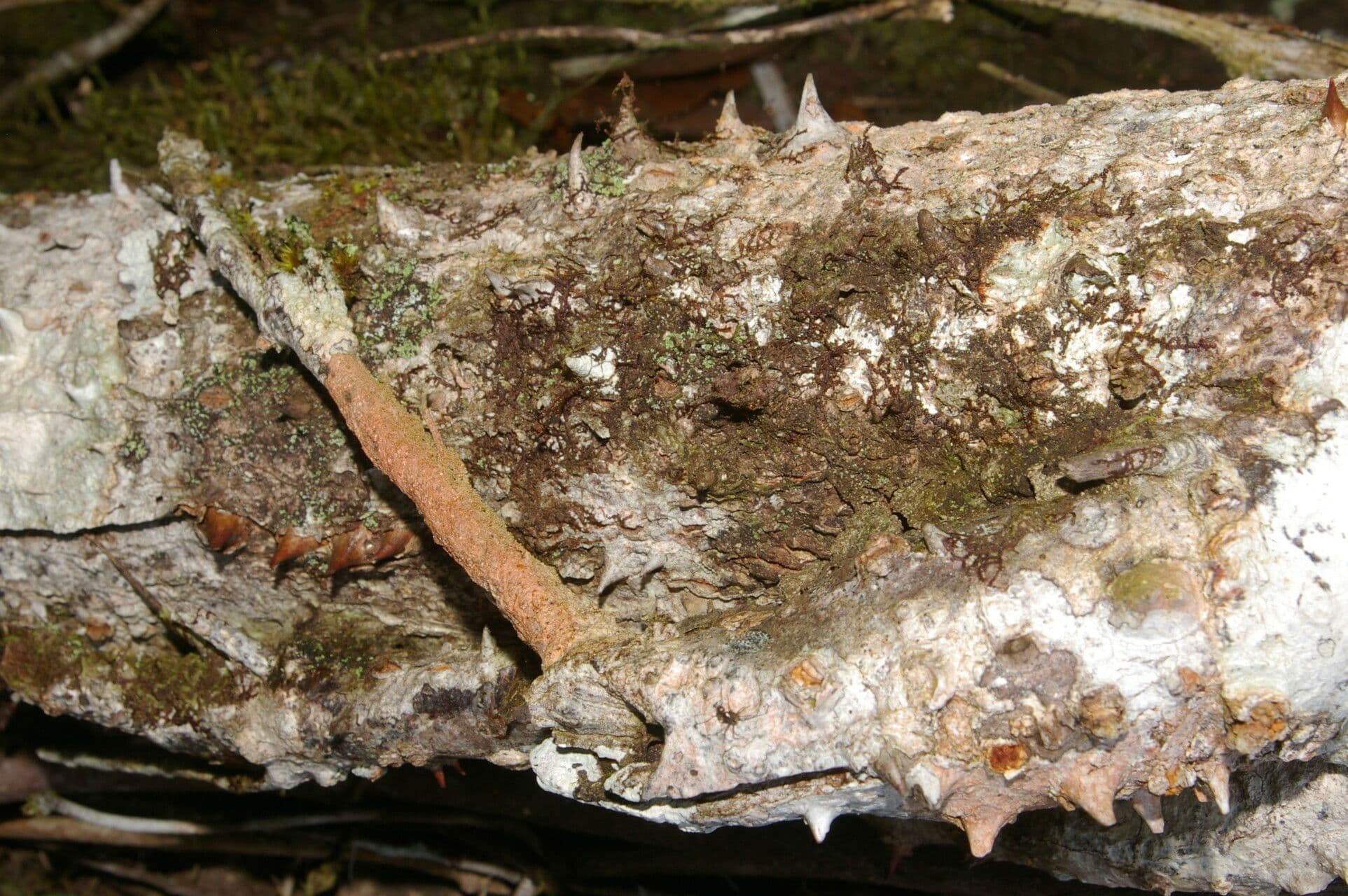Spirotheca 22