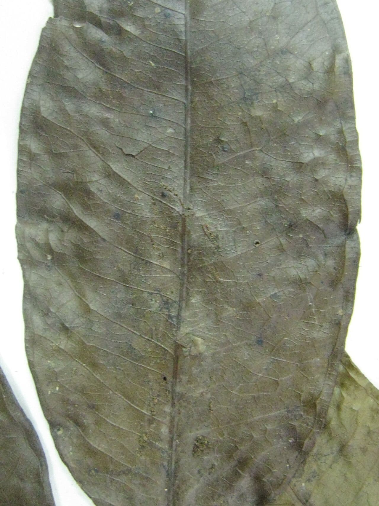 Eugenia 3