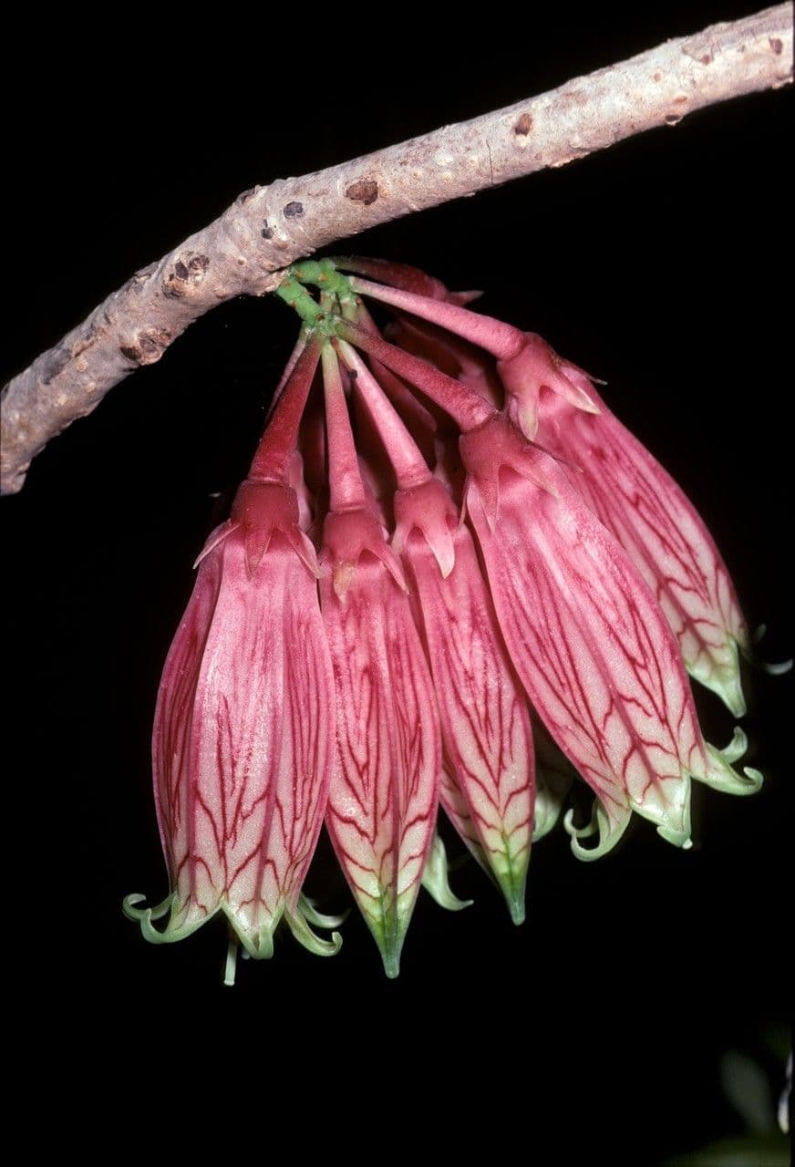Agapetes