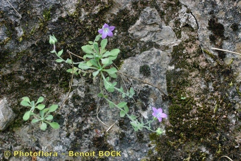 Campanula mollis 8