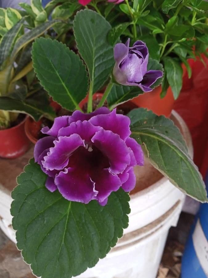 Gloxinia 6