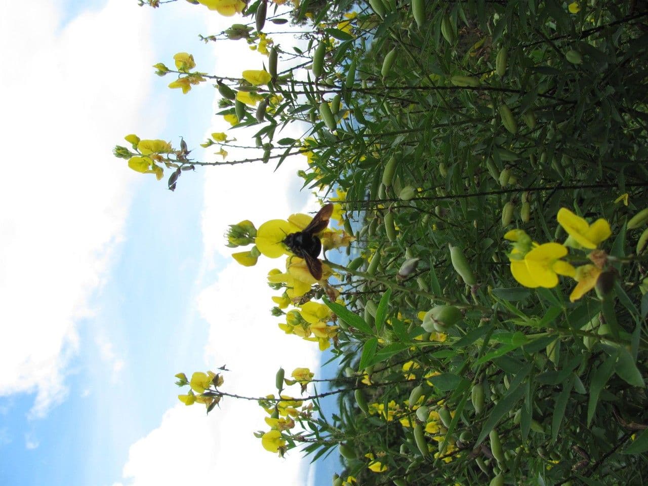 Crotalaria 13