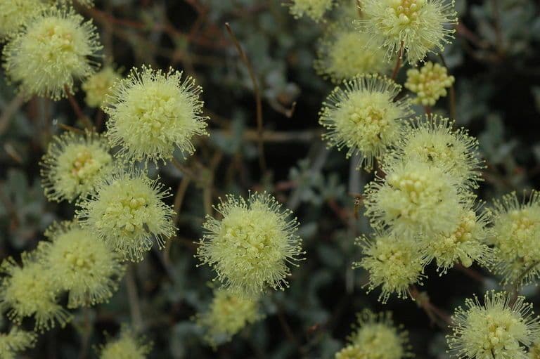Eriogonum 5