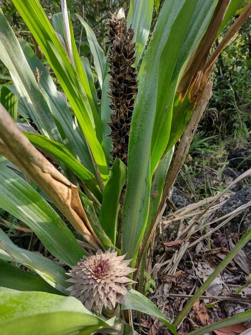 Pitcairnia