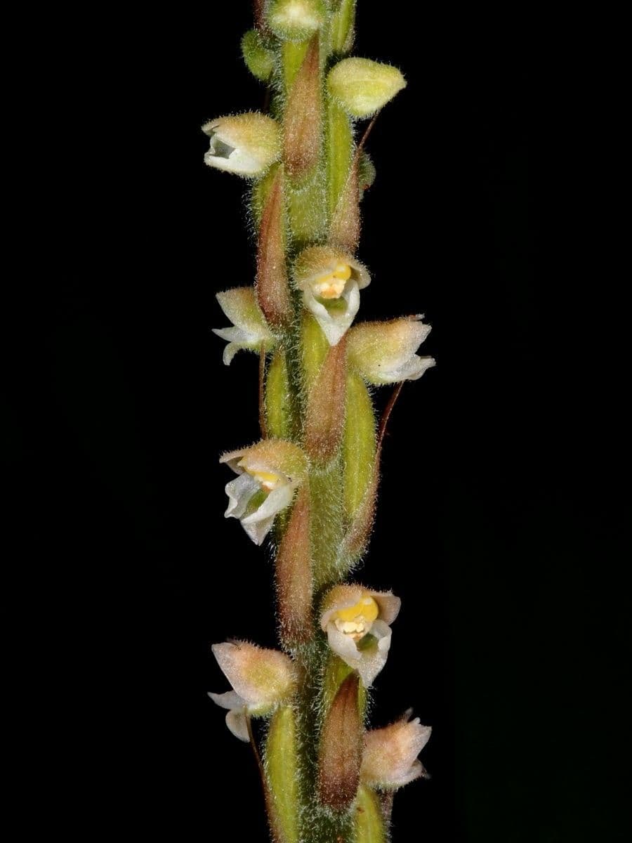 Hetaeria 9