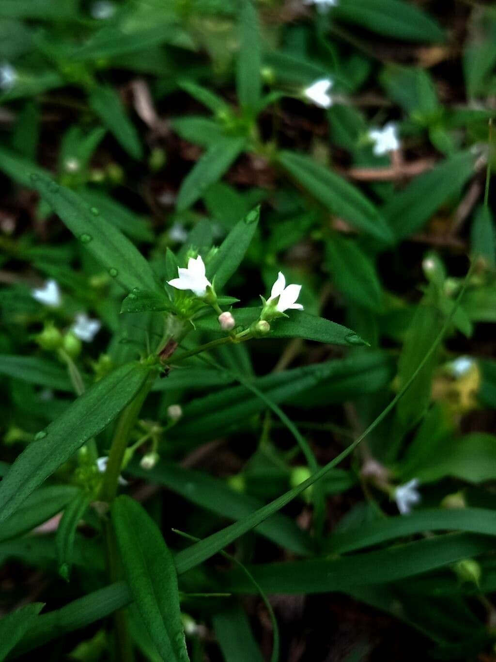 Oldenlandia 8