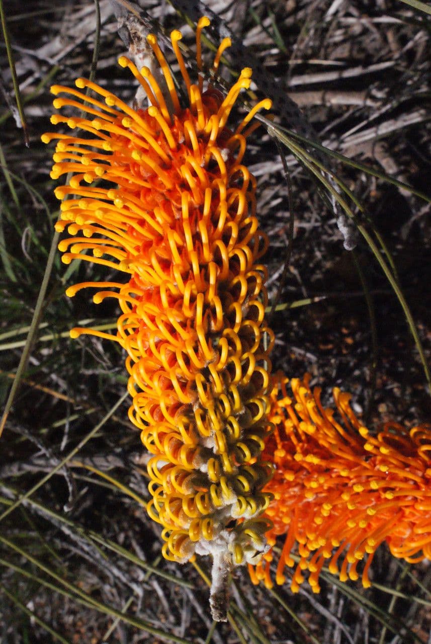 Grevillea 2