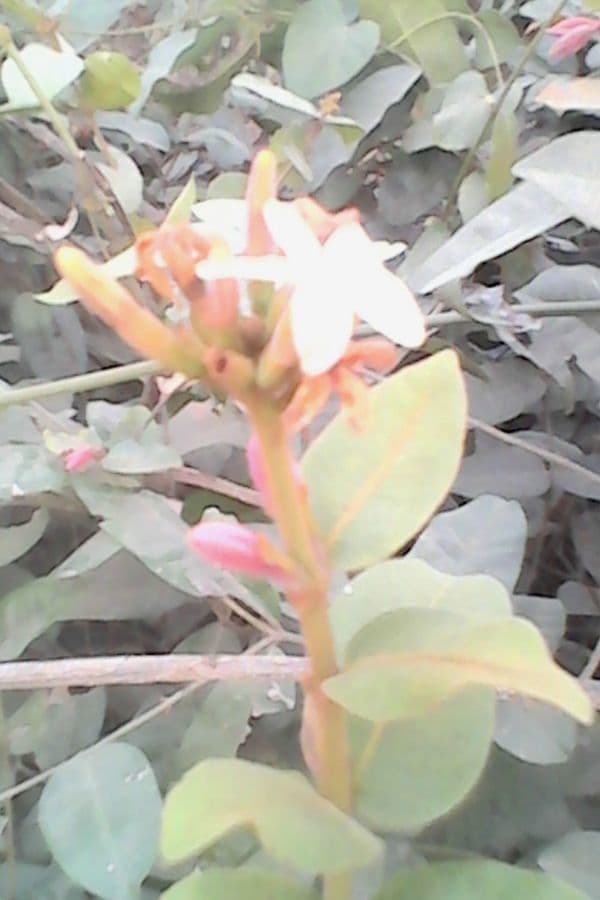 Landolphia heudelotii 2
