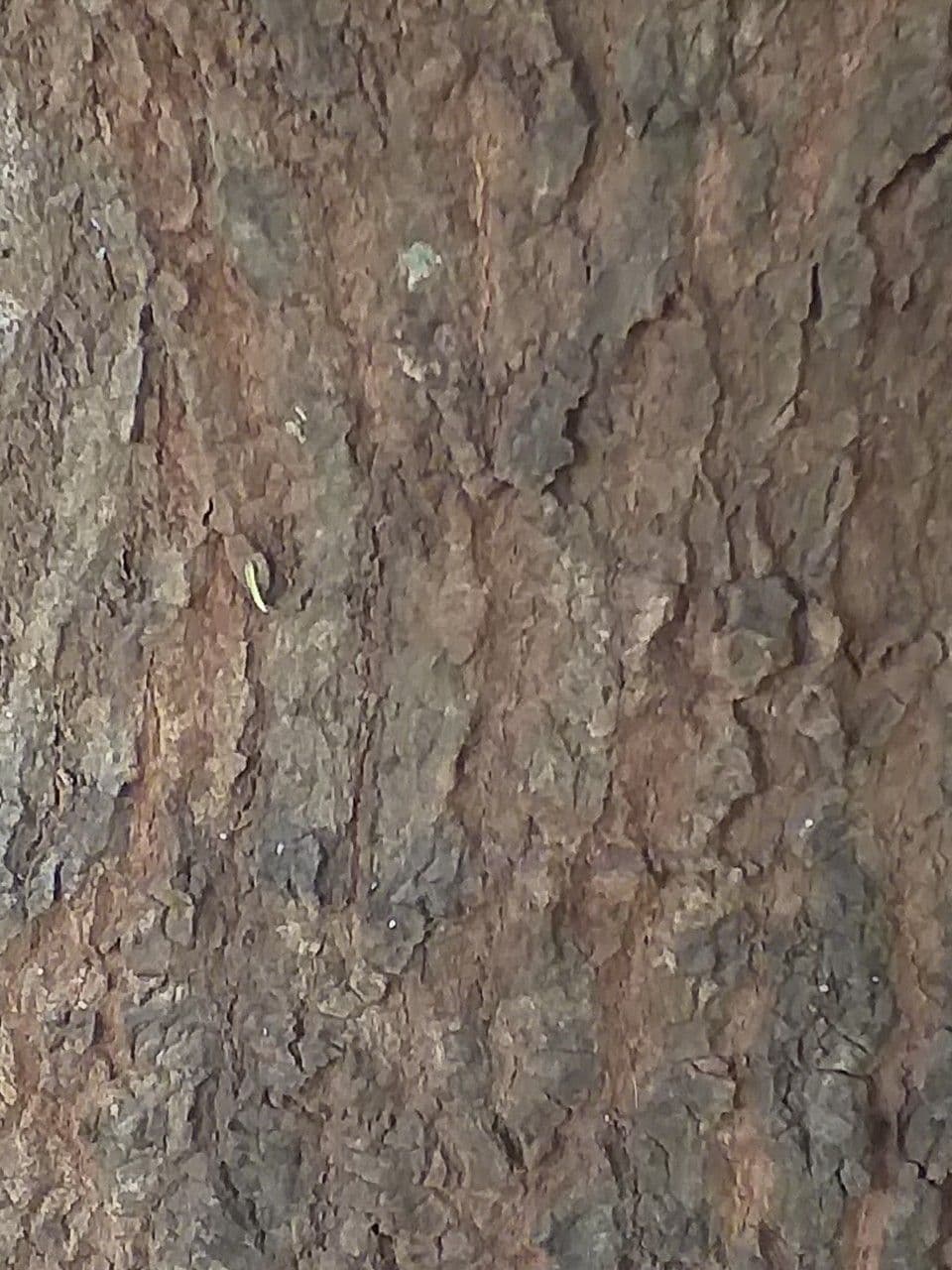 Pouteria