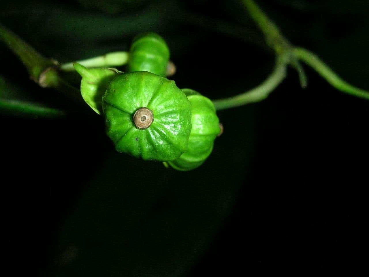 Faramea 3