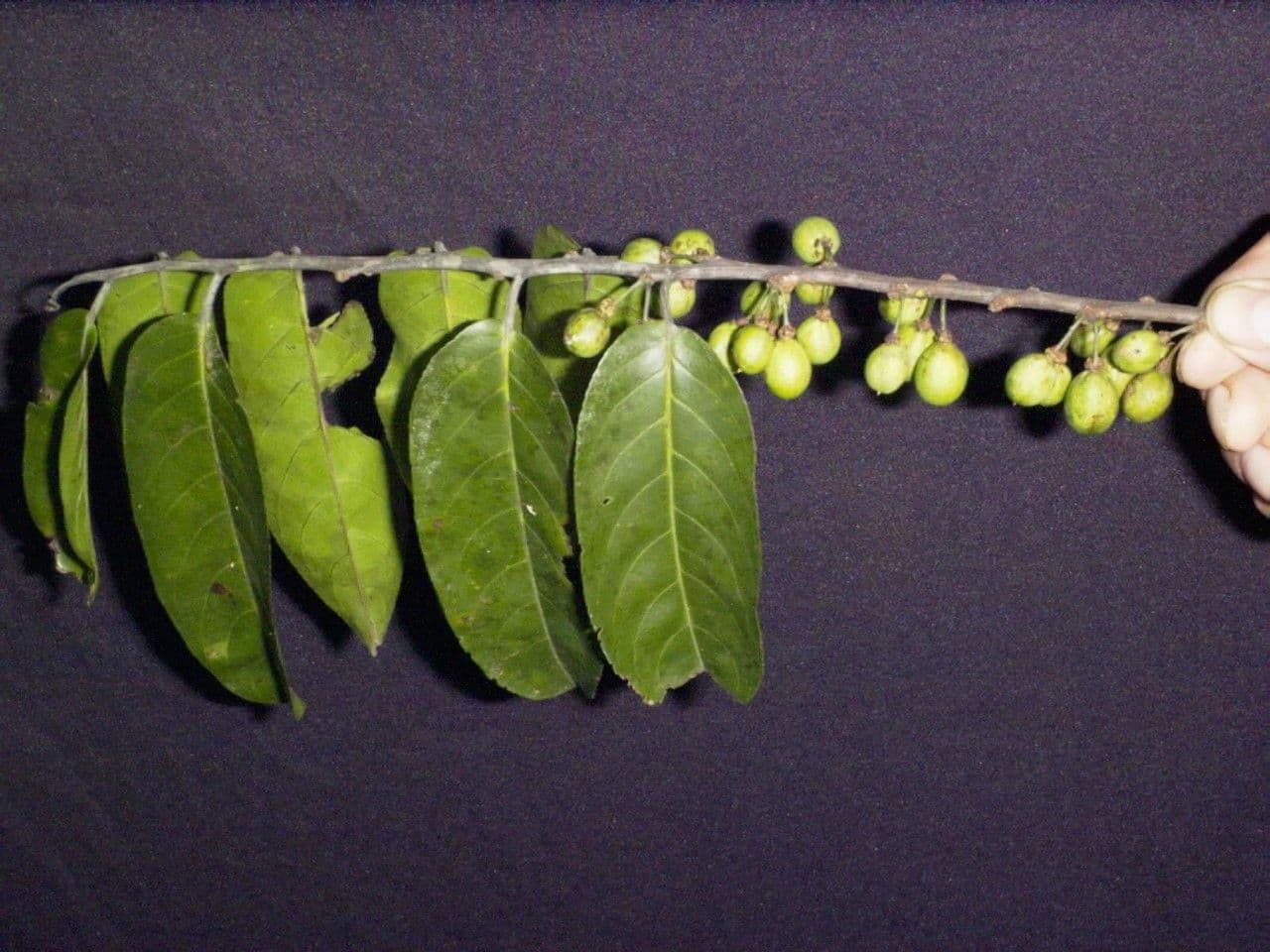 Laetia alta 19