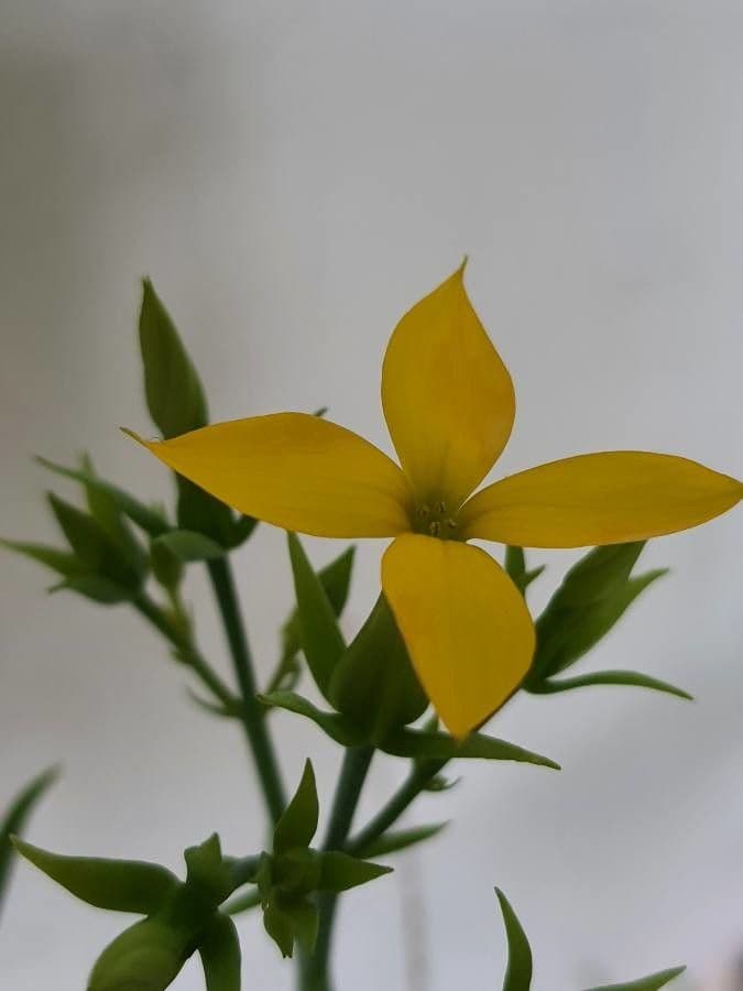 Kalanchoe 5