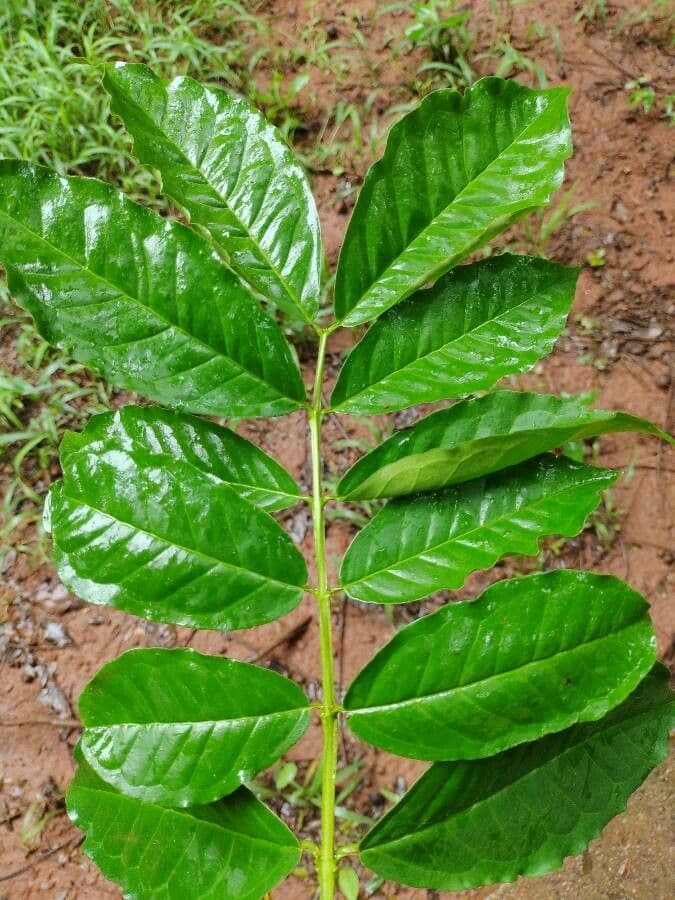 Guayaba 9