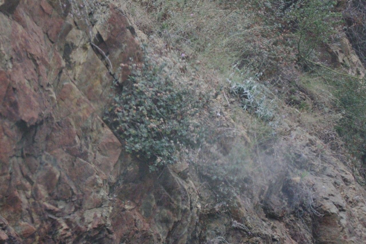 Eriogonum 12