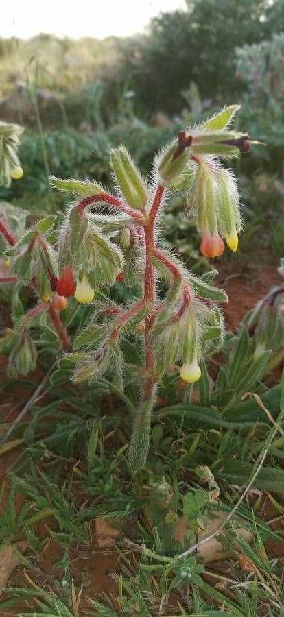 Onosma 7