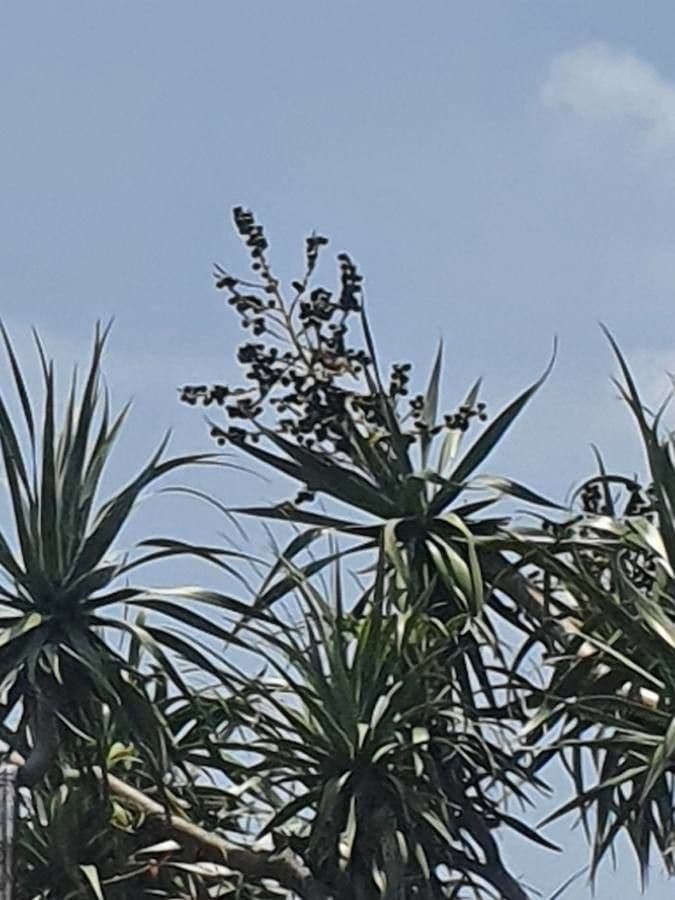 Dracena
