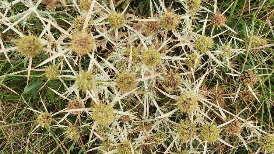 Panicaut champêtre 4