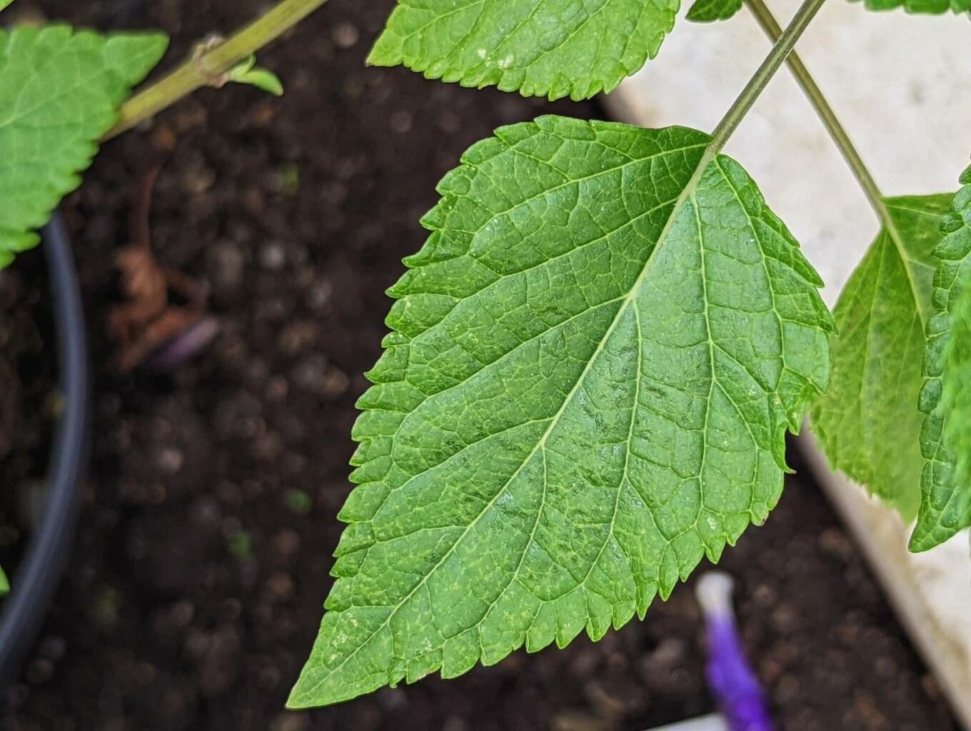 Salvia 5