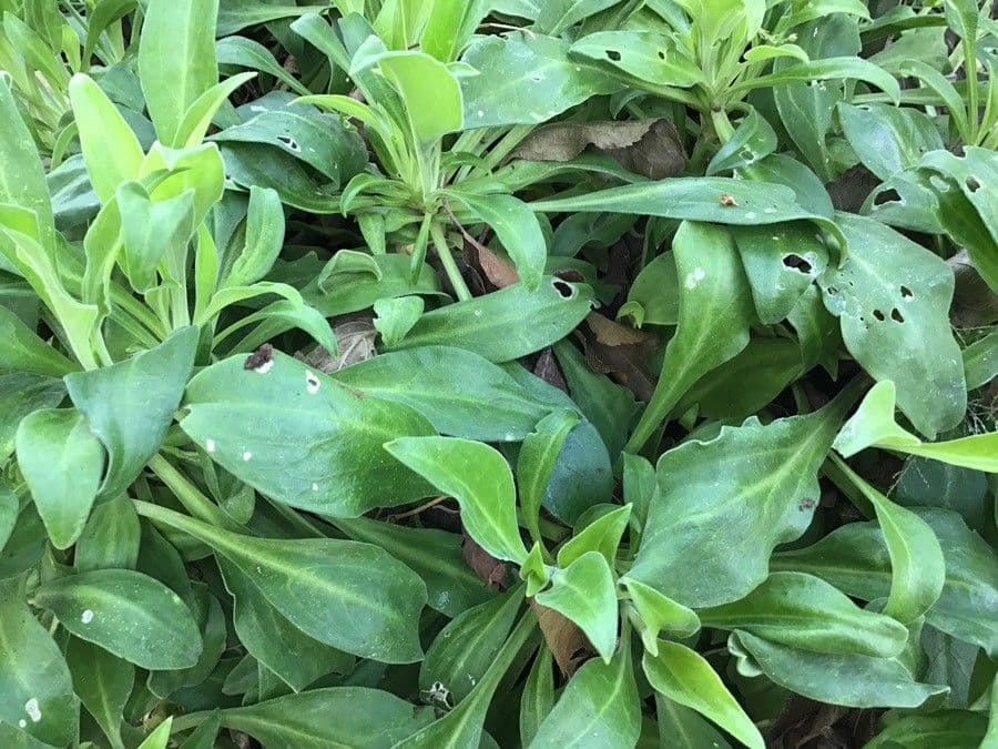 Silene 4