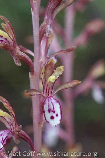 Corallorhiza