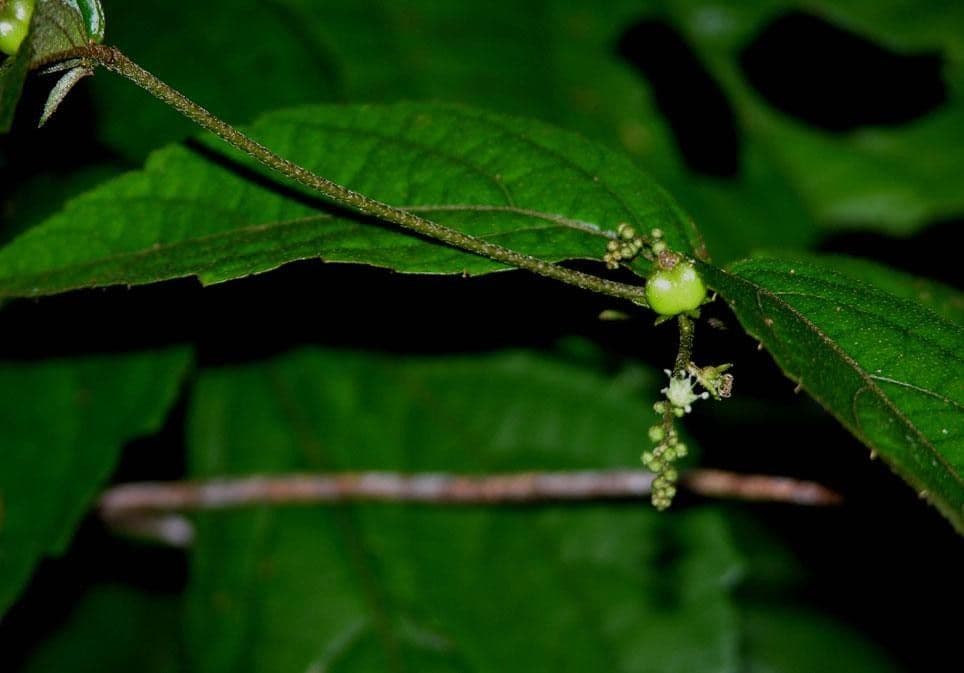 Croton 13