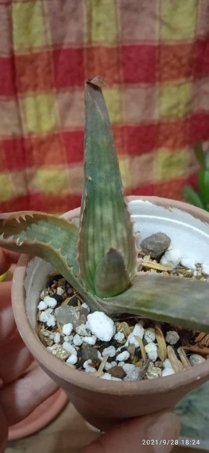 Aloe 5