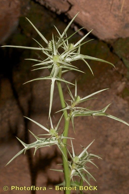 Panicaut 15