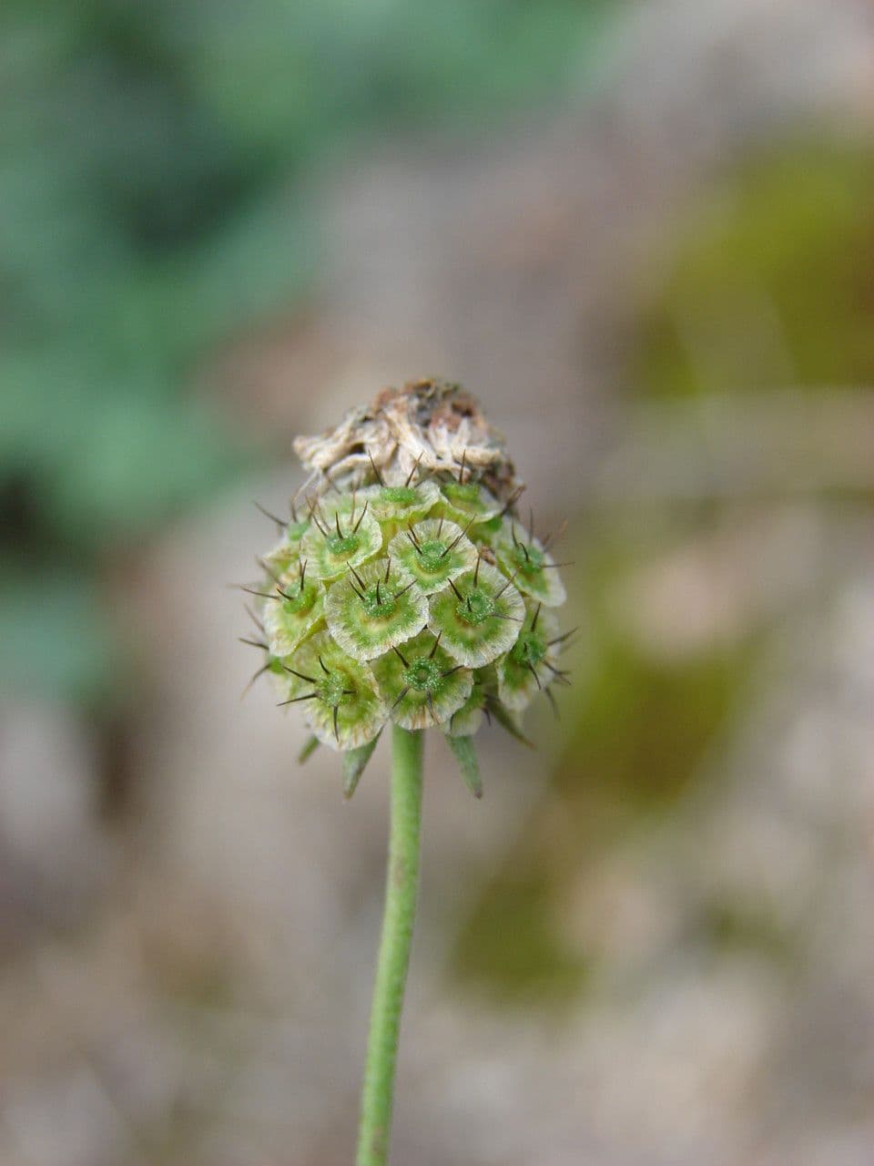 Scabiosa triandra