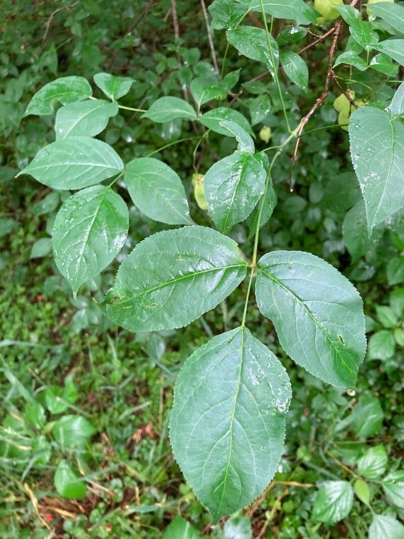 Staphylea trifolia 19