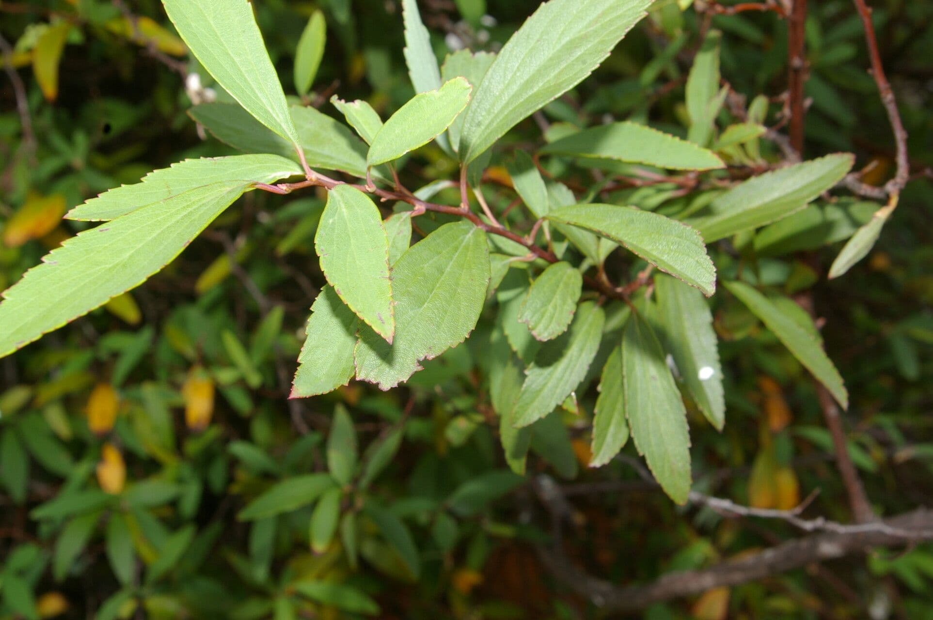 Ceanothus 9
