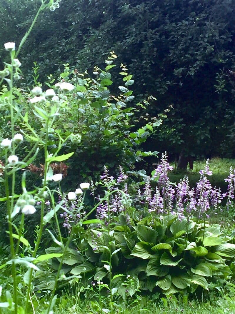 Hosta 15