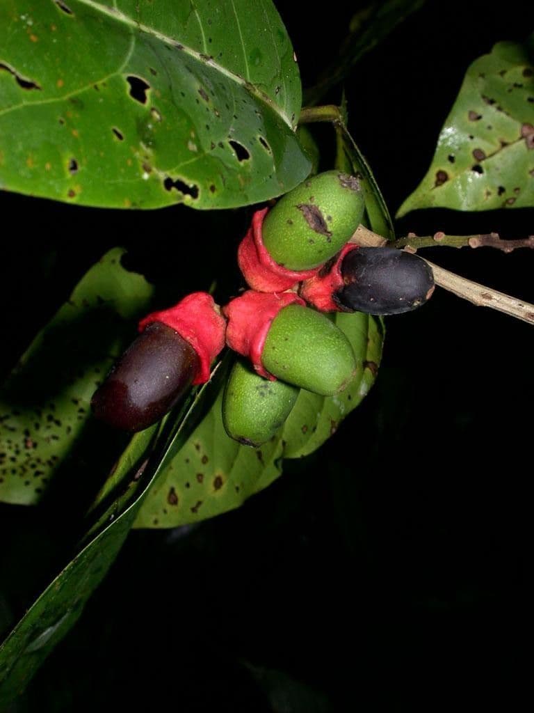 Mespilodaphne macrophylla 2