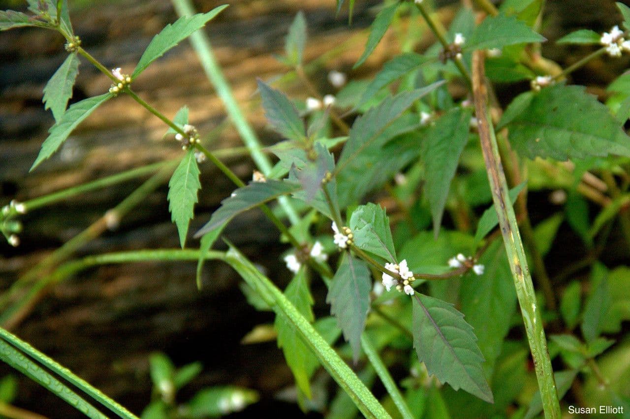 Lycopus uniflorus 7