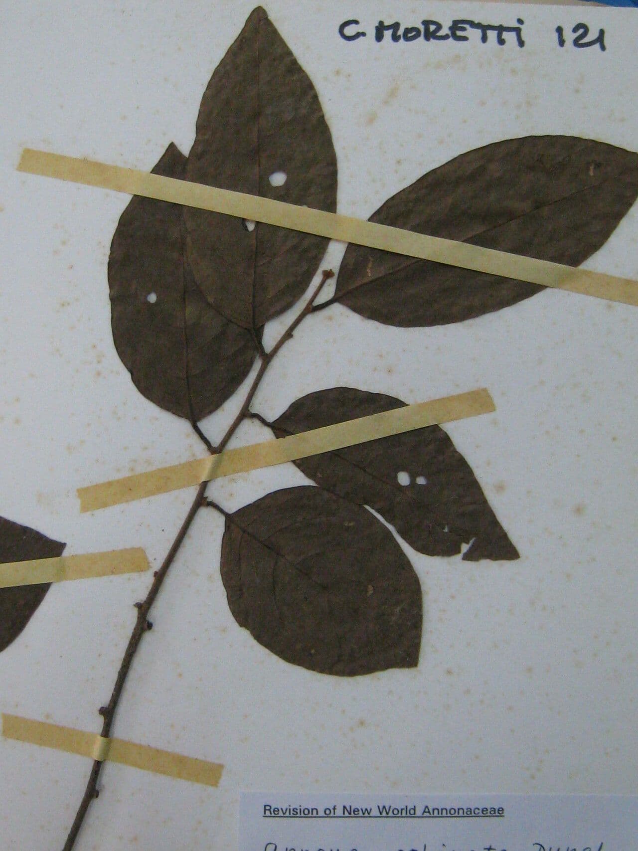 Annona 3