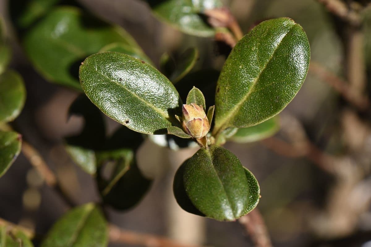 Rododendro 13