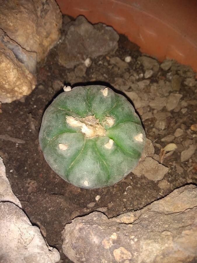 Peyote 7
