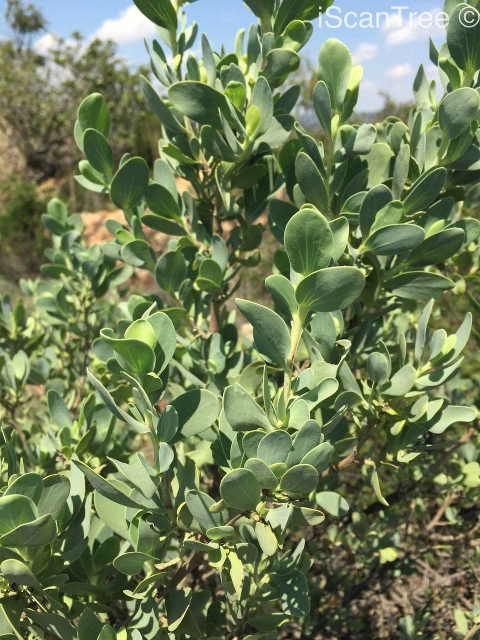 Lopholaena 6