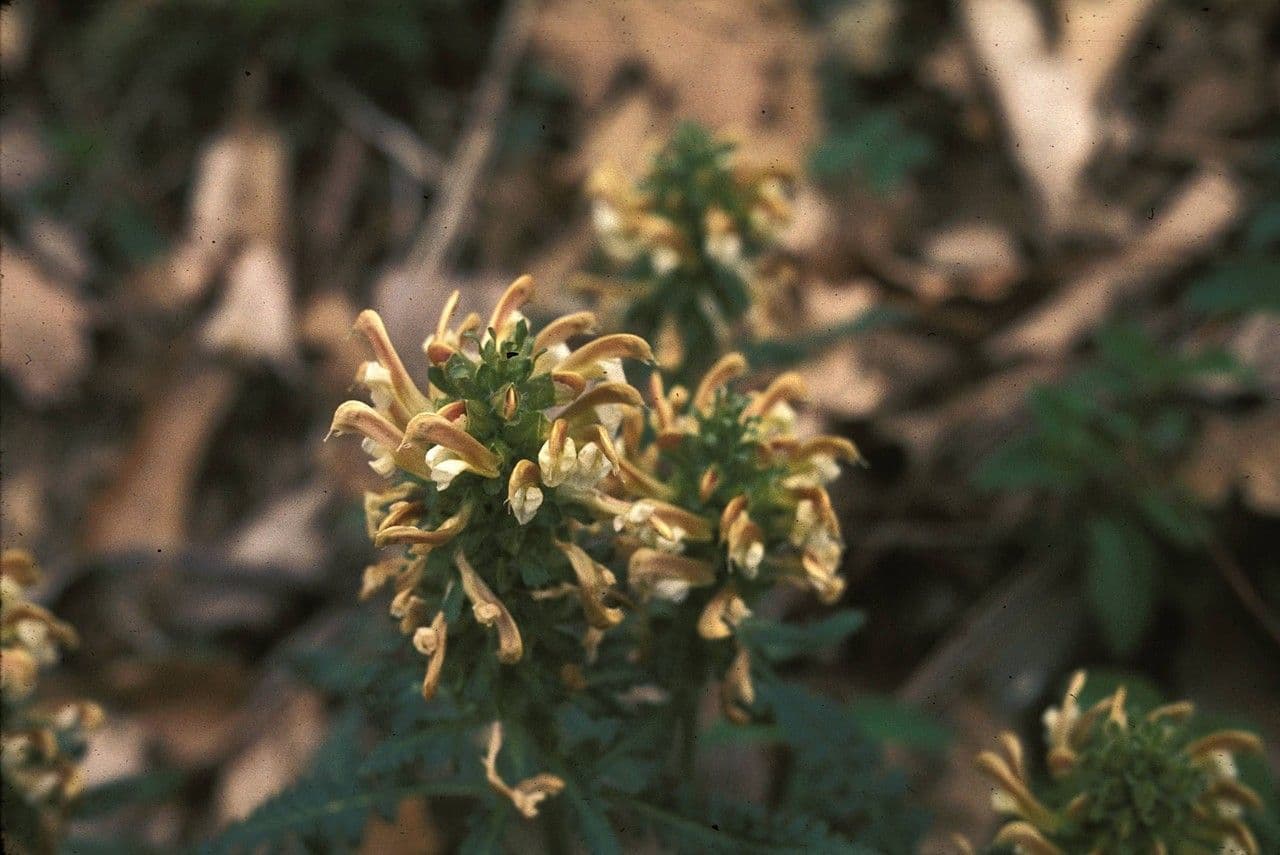 Pedicularis canadensis 2