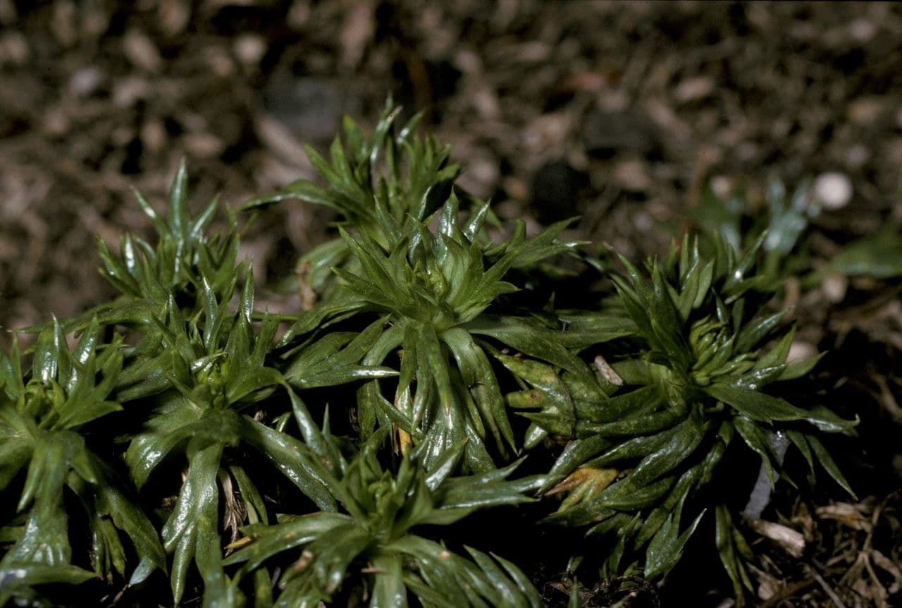 Azorella 15