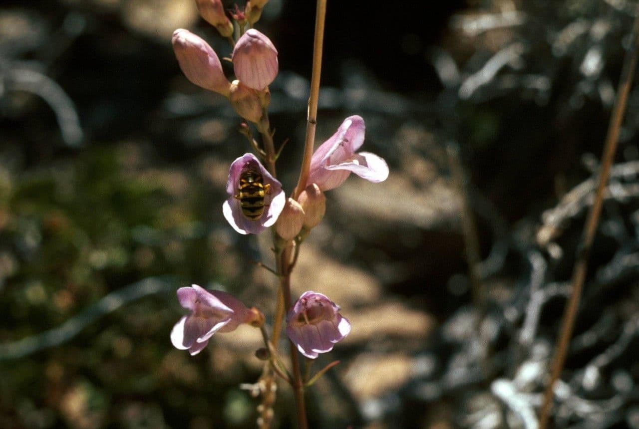 Penstemon hladký 9