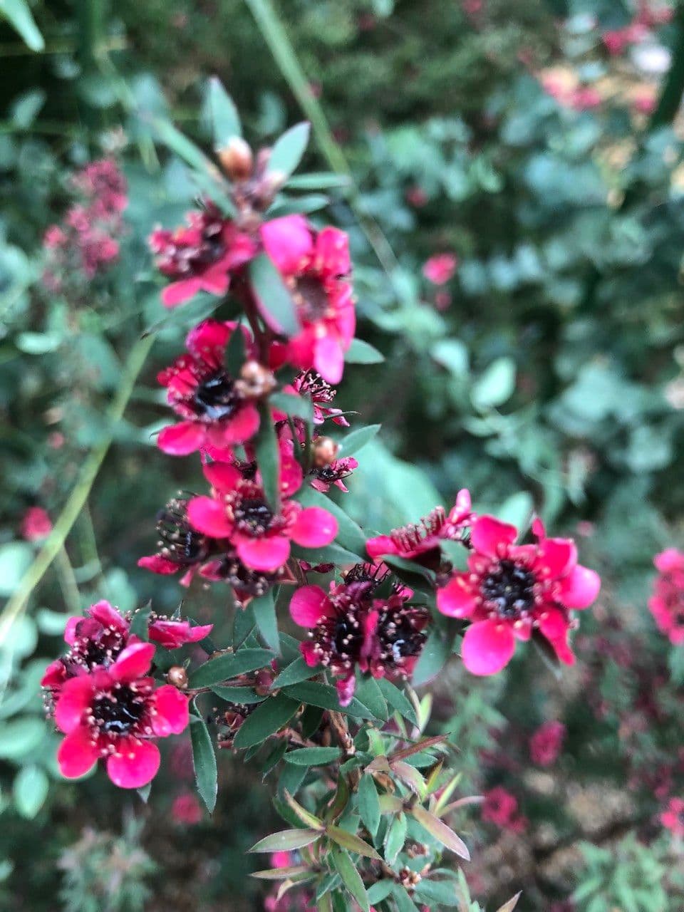 Manuka 14