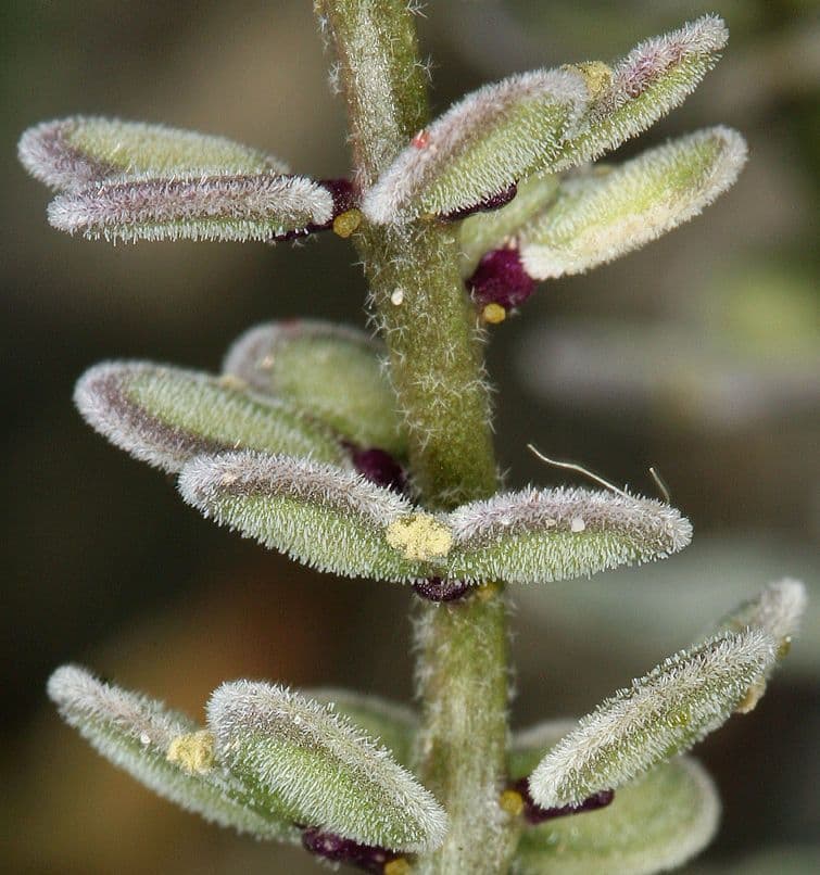 Dithyrea californica 22