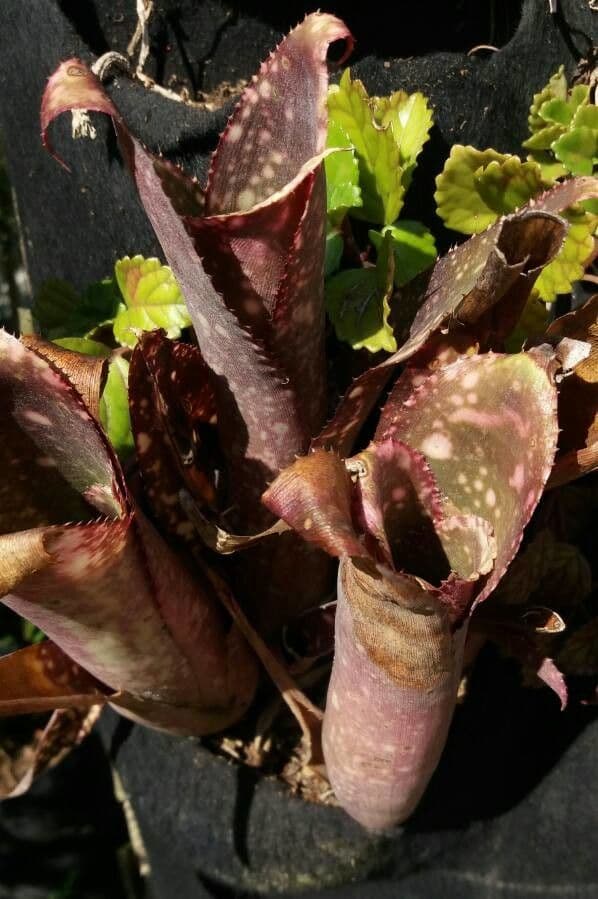 Plectranthus 19