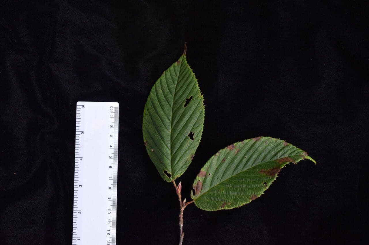 Himalayan hazel 10